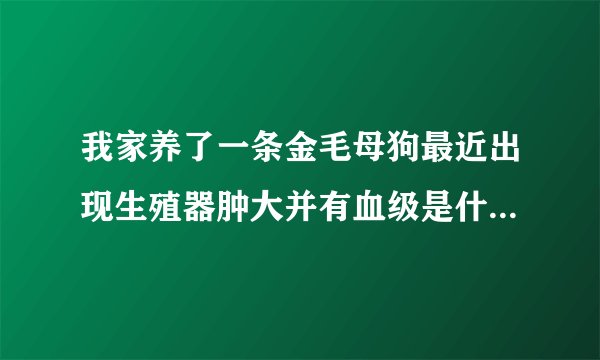 我家养了一条金毛母狗最近出现生殖器肿大并有血级是什么情况？是小狗还不到一年。