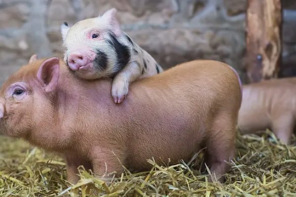 谈吐风雅解一生肖