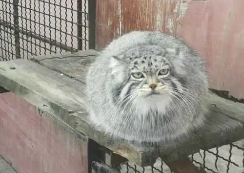 兔狲繁育难题曾困扰全世界数十年，狲思邈死后还能做出哪些贡献？