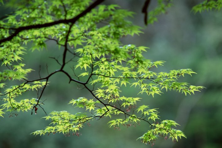 春天在什么在什么在什么上仿写