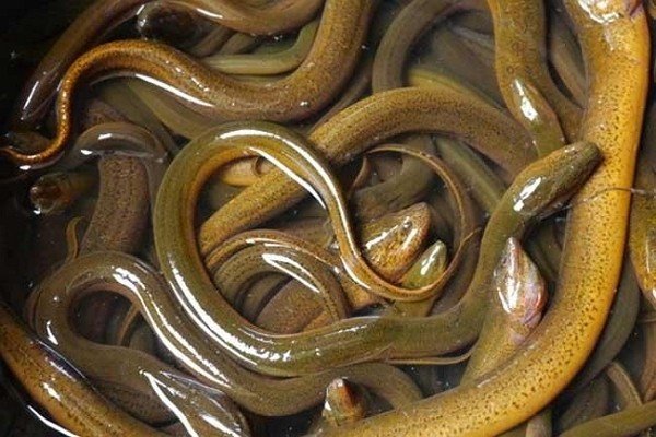 黄鳝钻洞的原因是什么？