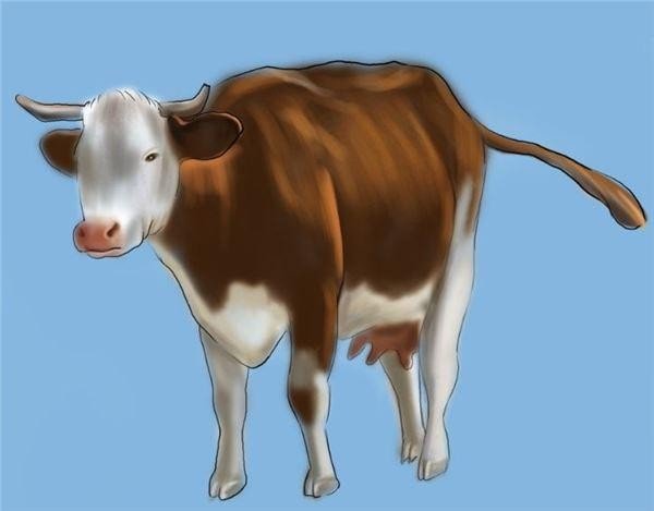 软硬不吃解一生肖