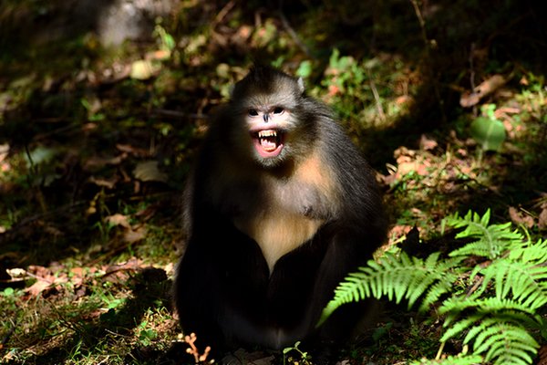 师太收养独臂猩猩，寺庙回应喂独臂猴，它当初是如何来到这里的？