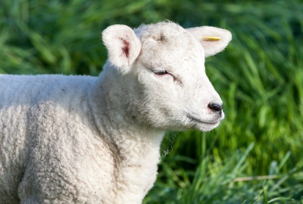 盛筵必散猜一生肖