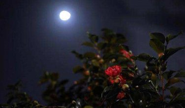 “花未全开月未圆，半山微醉尽余欢”是谁写的诗句