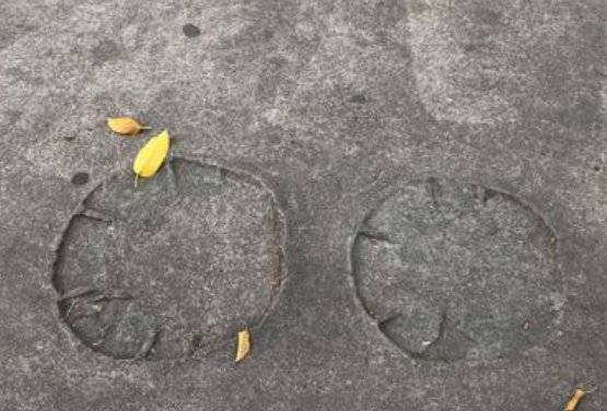 大象的脚印像什么，山羊的脚印像什么？