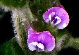 豆芽开花是什么颜色的?