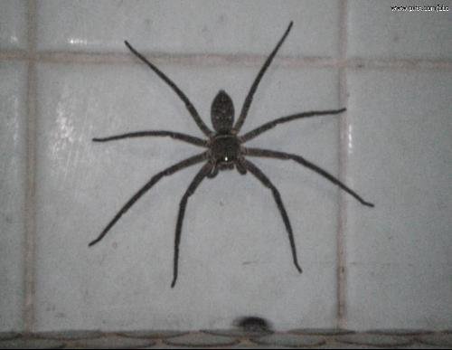 这种虫子学名叫什么？