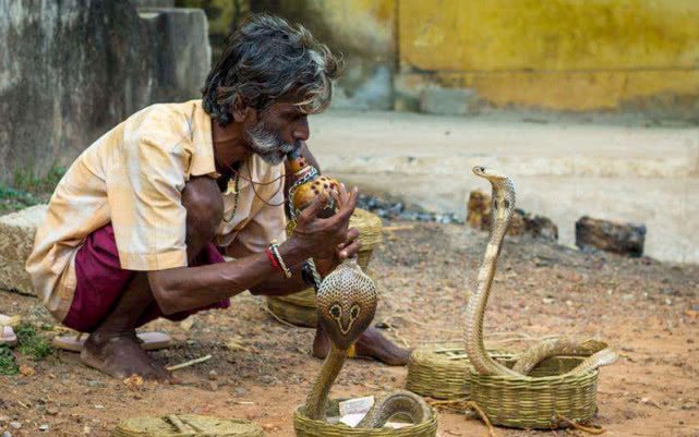 蛇最怕什么声音？