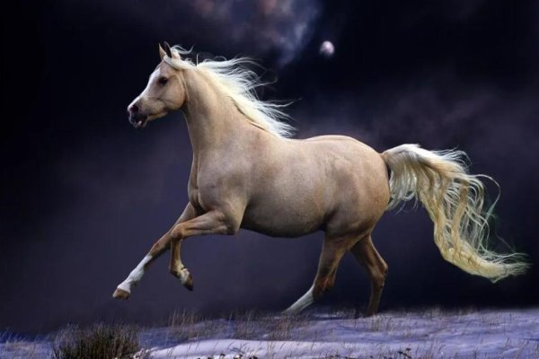 事无大小指什么动物