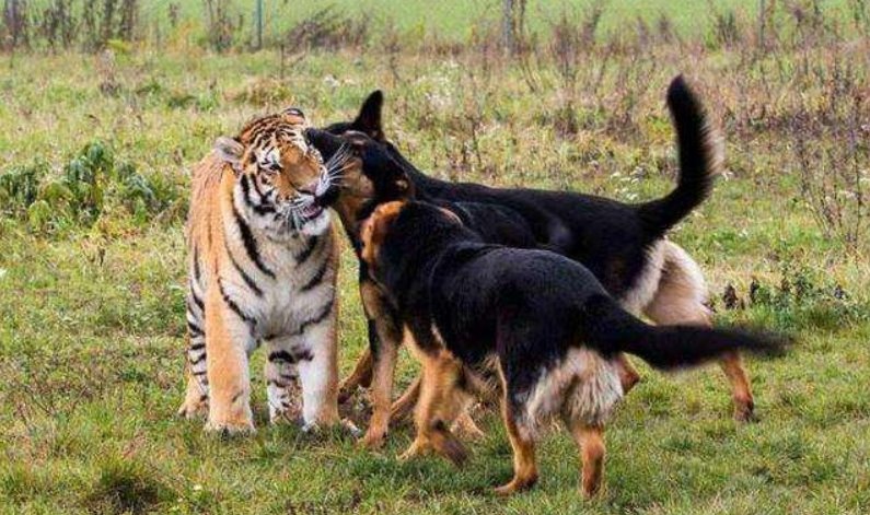 虎落平阳被犬欺的整首诗是什么？