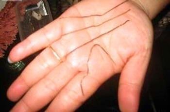 铁丝女人的介绍