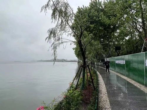 西湖边柳树换月季，大家为啥不买账？