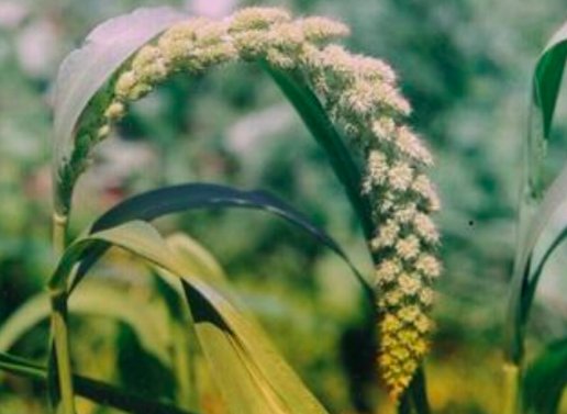 古时被称为“稷”的是？