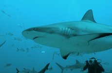 “没见过世面的鲨鱼”引网友爆笑，它做了什么事？