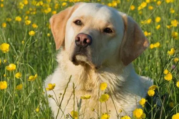 根壮叶茂的意思打生肖