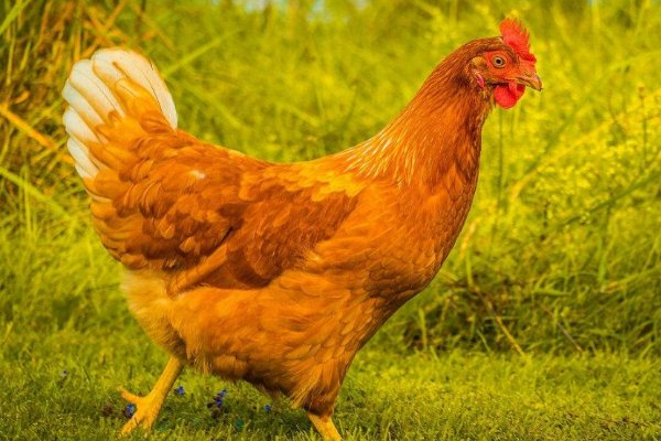 产蛋量最高的鸡排行榜