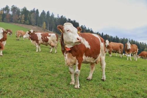 请问最好的奶源地都在哪?