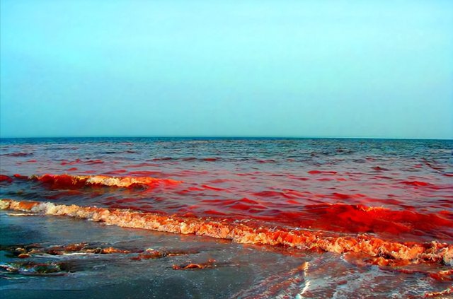 北海道9成海胆死亡空壳遍布海滩，造成海胆死亡的原因是什么？