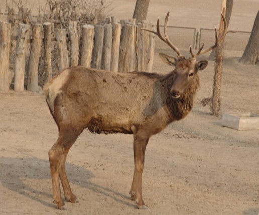 四大皆空是指什么动物