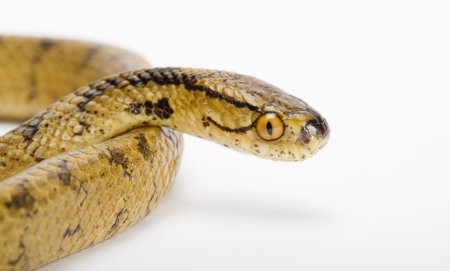 桃腮杏脸是什么生肖