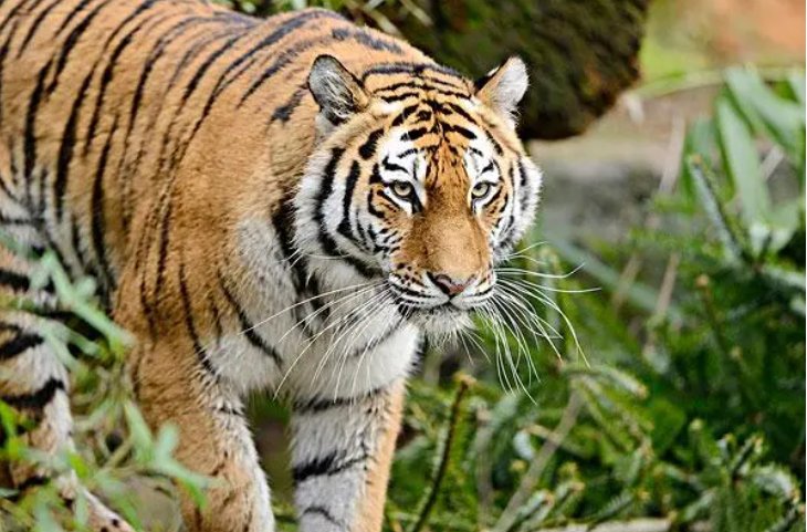 严父慈母打一动物生肖