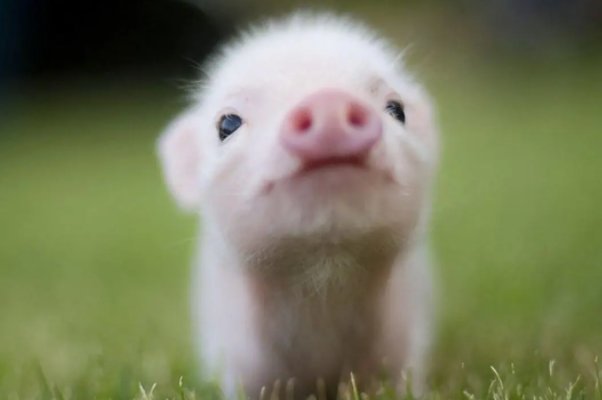 传笑为谈打一生肖