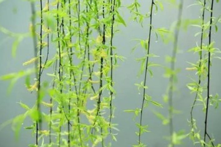 春天在什么在什么在什么上仿写