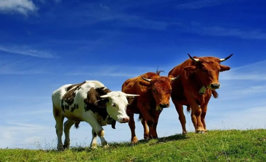 阴曹地府的动物是什么生肖