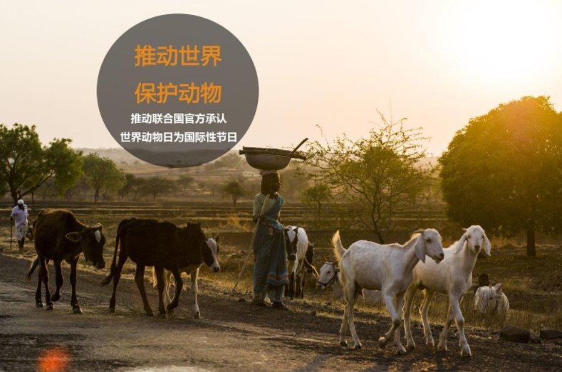 世界动物日是哪一天