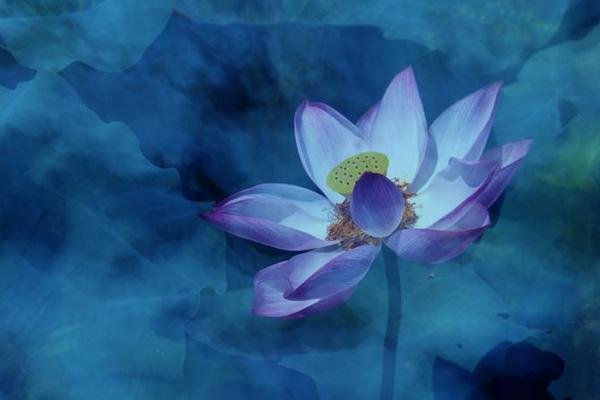 什么叫弥留状态?请详细些