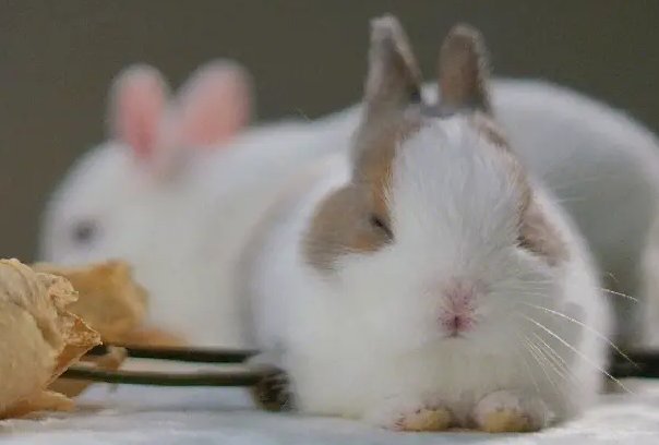 两头担心打一准生肖