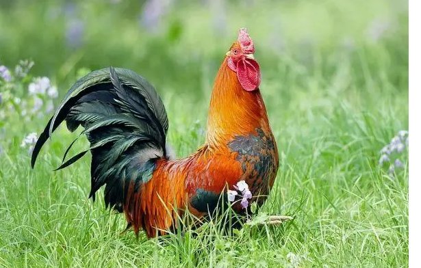 十里飘香打一动物生肖