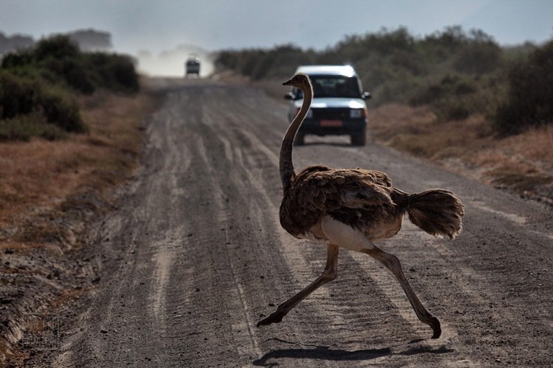 一鸵鸟在市区狂奔20多公里因体力透支死亡,它为何会狂奔20多公里?
