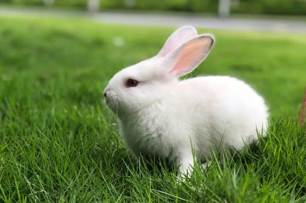 两头担心打一准生肖