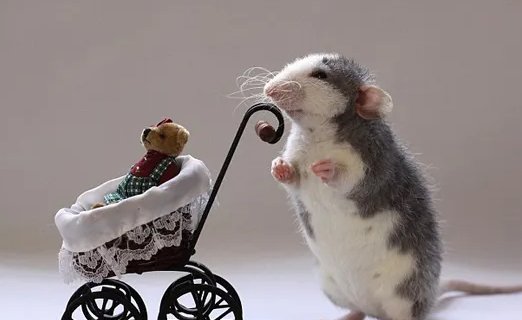 后院起火一打一个正确生肖