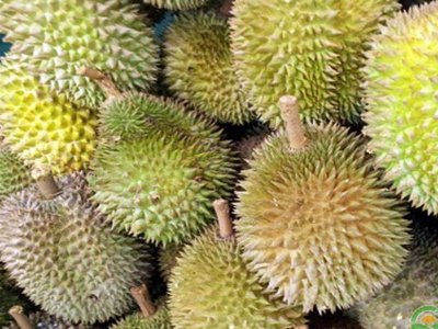 榴莲的产地主要是中国吗？