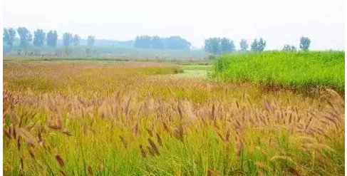 描写秋天丰收的优美句子摘抄