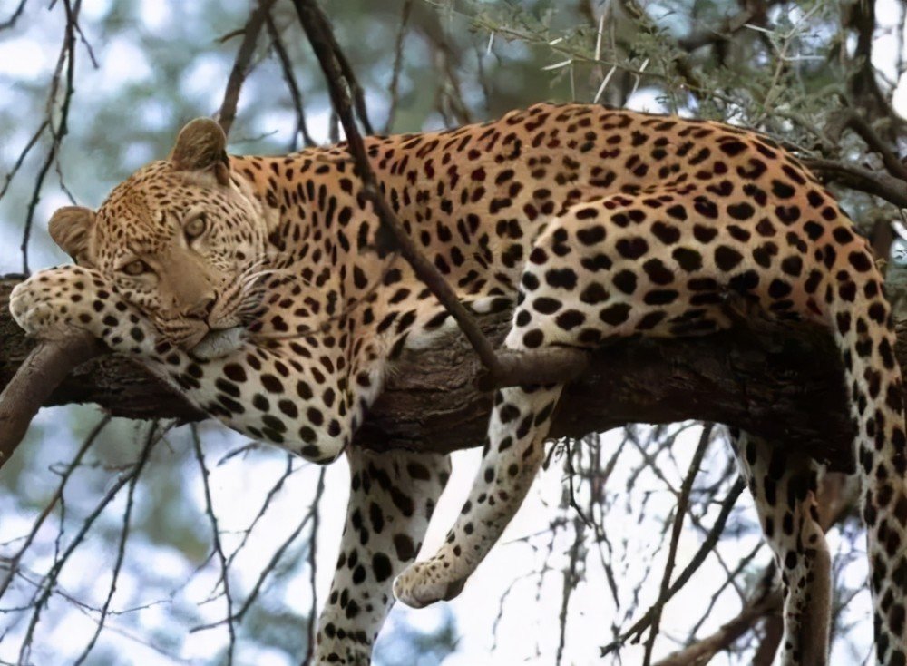 瞒豹事件动物园繁育场增设2道闸门，真的能起到作用吗？