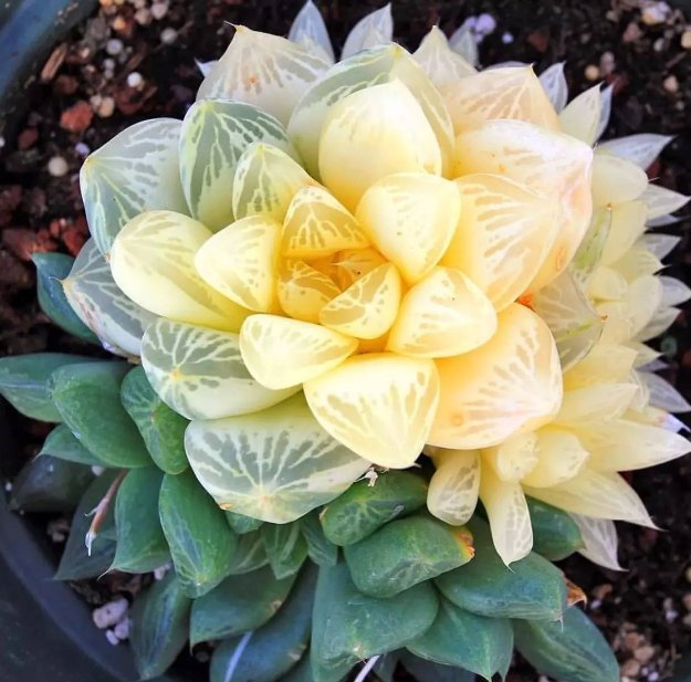 养多肉的过程中有哪些小细节需要注意？