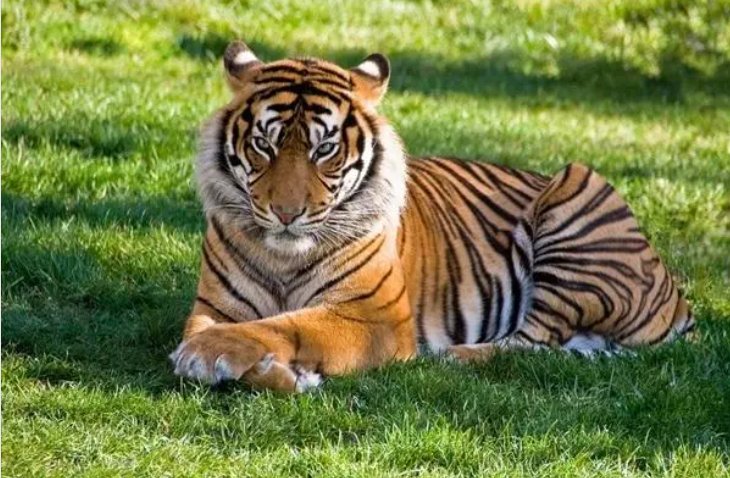 严父慈母打一动物生肖