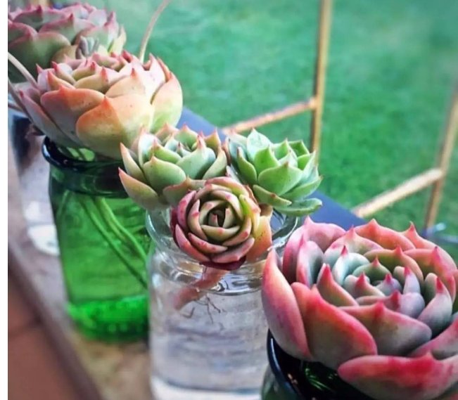 养多肉的过程中有哪些小细节需要注意？