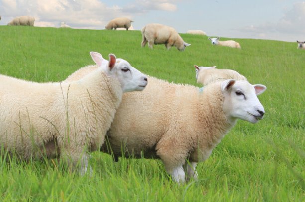 盛筵必散猜一生肖