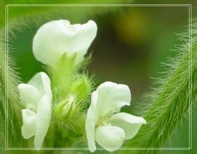 豆芽开花是什么颜色的?