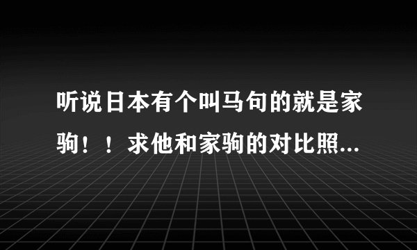 听说日本有个叫马句的就是家驹！！求他和家驹的对比照（越多越好！）和详细介绍！！或者是视频！谢谢！！