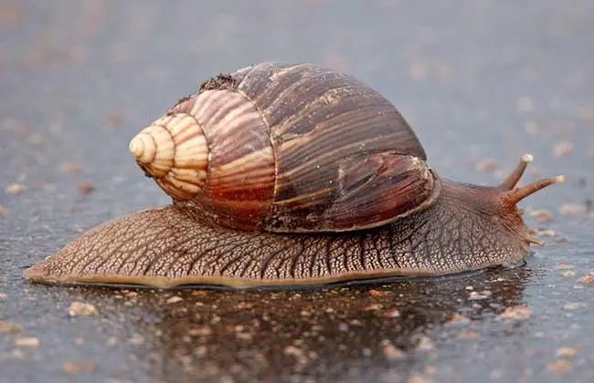 中国常见蜗牛种类