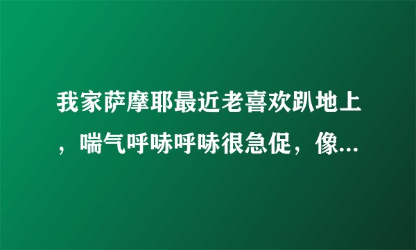 我家萨摩耶最近老喜欢趴地上，喘气呼哧呼哧很急促，像个打气筒，看他睡觉肚子一下一下好快，是什么情况啊