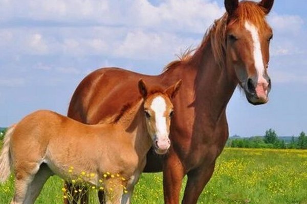 妾妇之道打一正确生肖