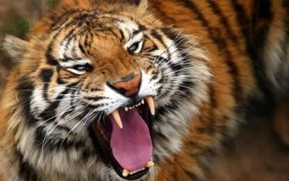 虎视眈眈的意思是什么