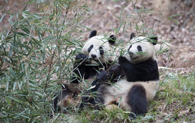 熊猫村大古坪位于哪
